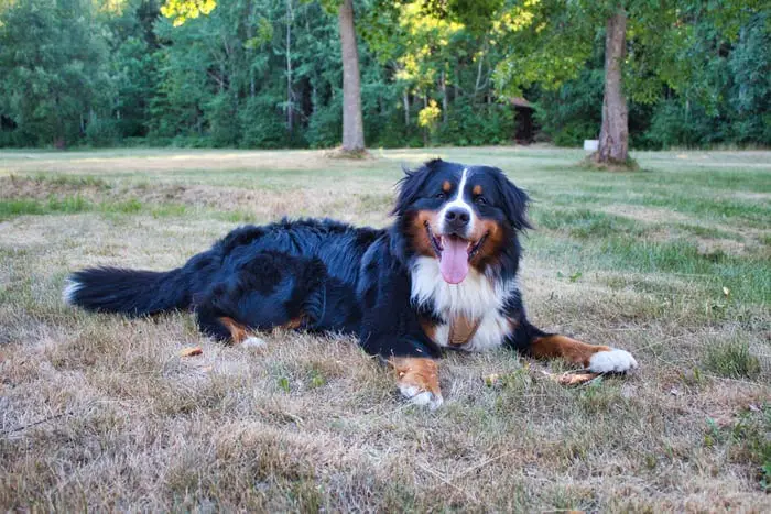 Bernese Mountain Dog lying down in the grass while panting
