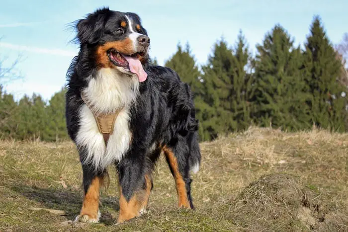 Bernese Mountain Dog in the forest
