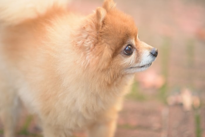 A Pomeranian standing on the ground while looking sideways