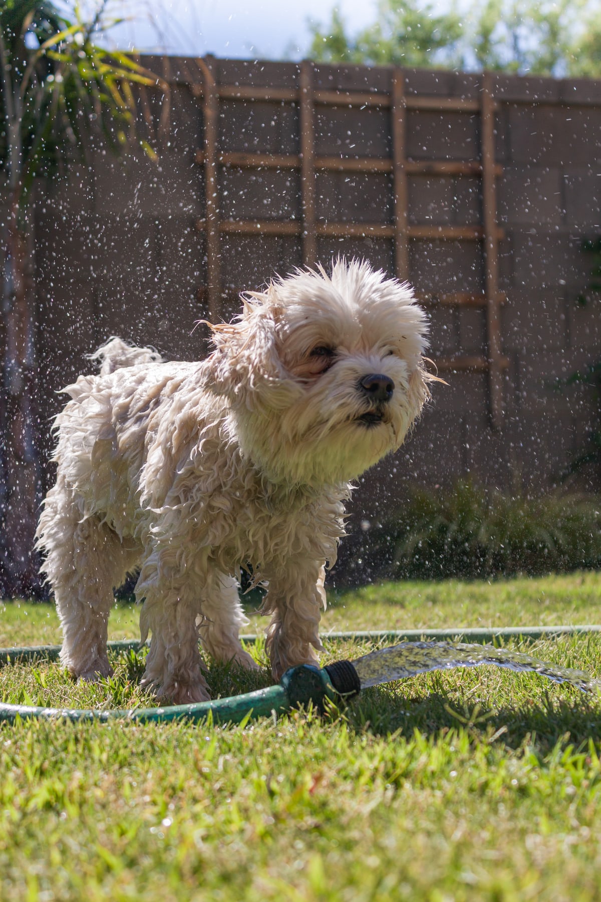 A wet Havanese shaking its body in the yard with a hose with a hose flowing below him