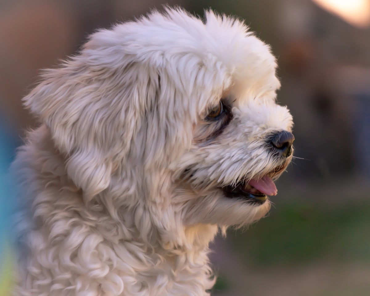 sideview face of a Havanese