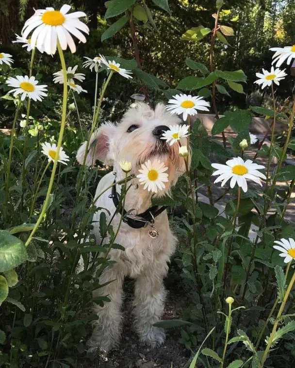 Schnauzers smelling the flowers