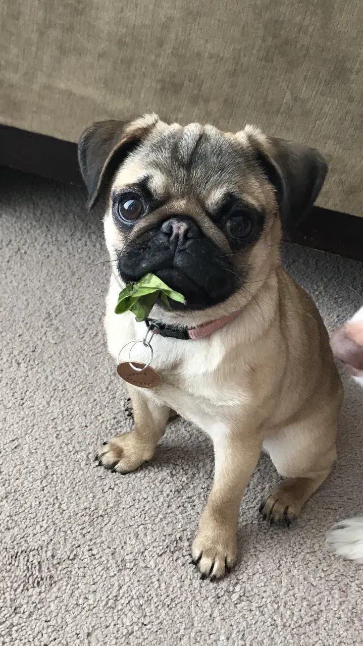 Pug siting on the floor with leaf on its mouth
