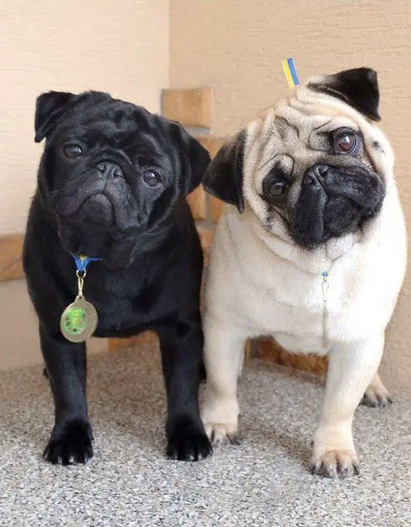 black and white Pug beside each other