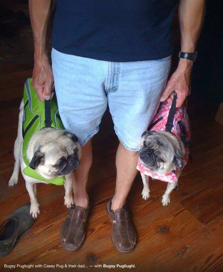 man carrying two Pugs in a bag