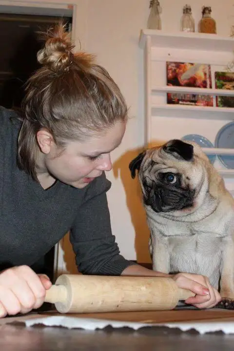 woman teaching a Pug how to use a rolling pin