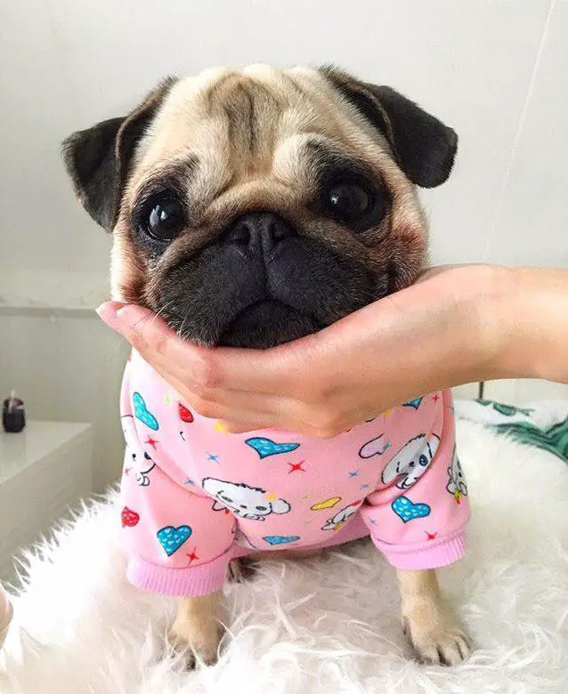 Pug wearing a cute pink sweatshirt