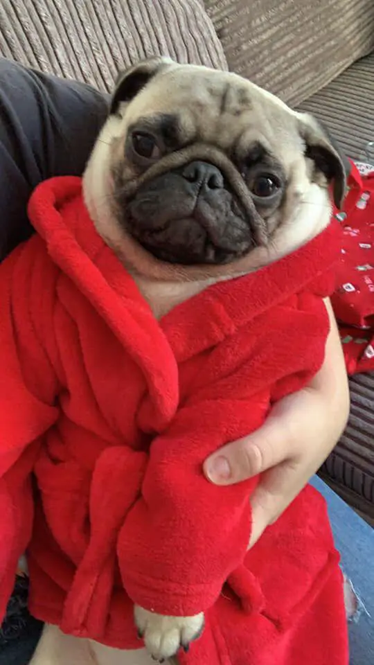 Pug wearing a red bathrobe