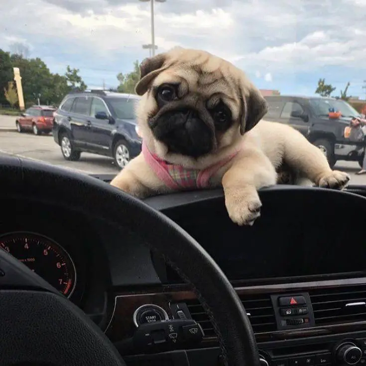 Pug on top of the dashboard