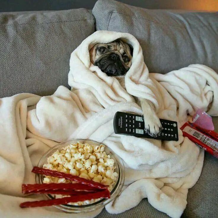 Pug in bed with popcorn and snuggled up in a towel