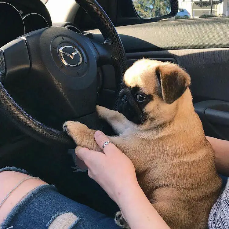 Pug sitting on its owners lap while its hands are on the steering wheel