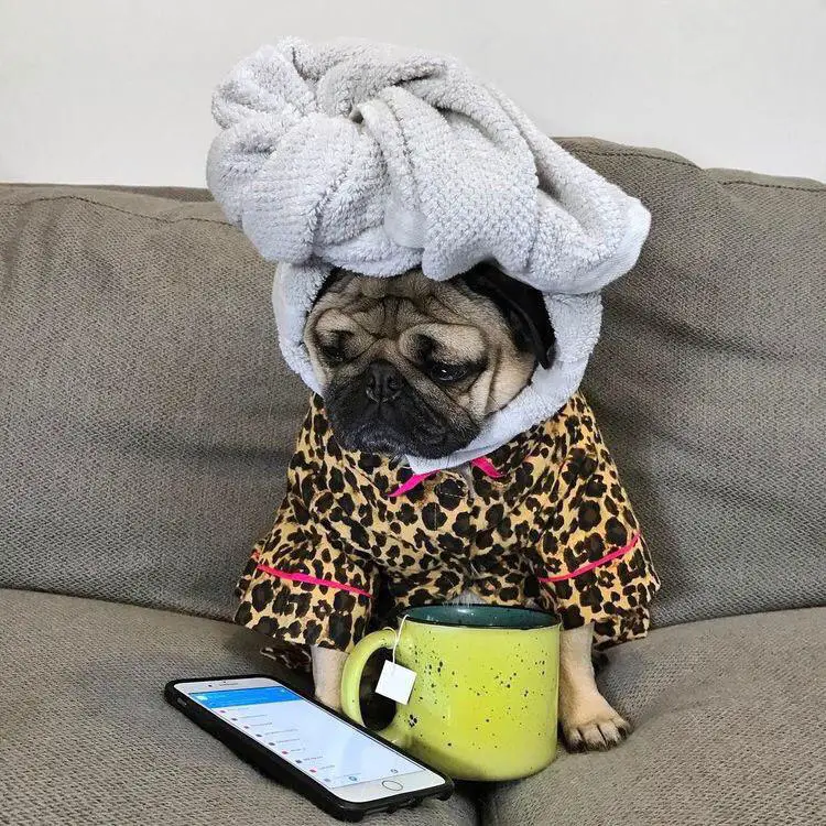 Pug wearing a bathrobe and wrapped towel on its head sitting on a couch while looking at a cellphone and a cup of tea
