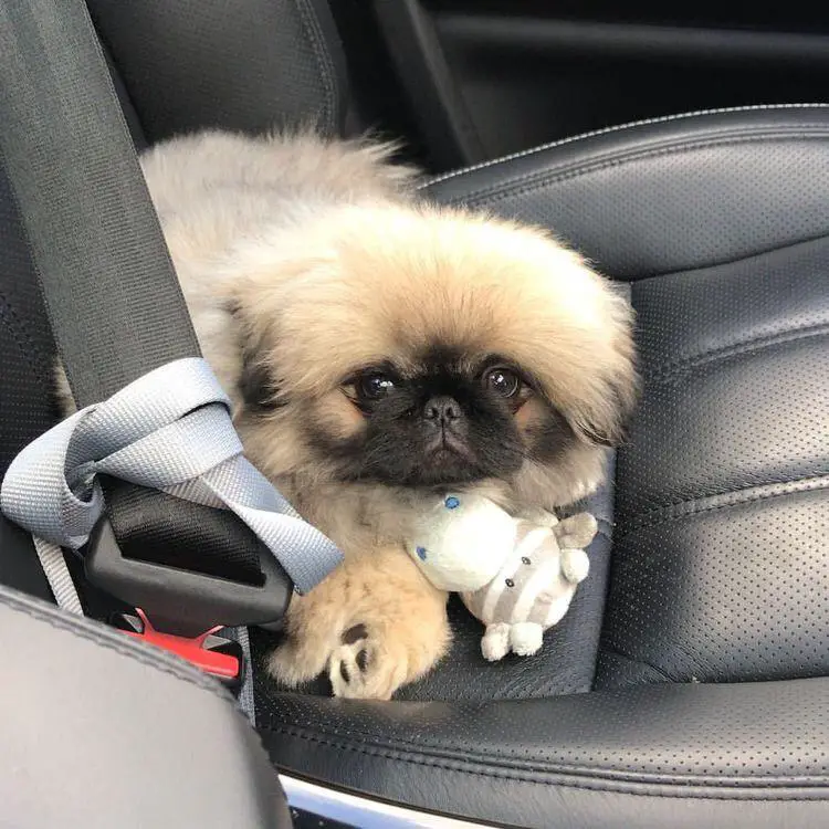 Pekingese in the car seat with its toy