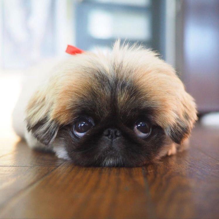 Pekingese puppy face on the floor