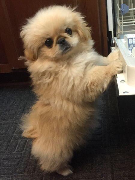 Pekingese standing with its two feets