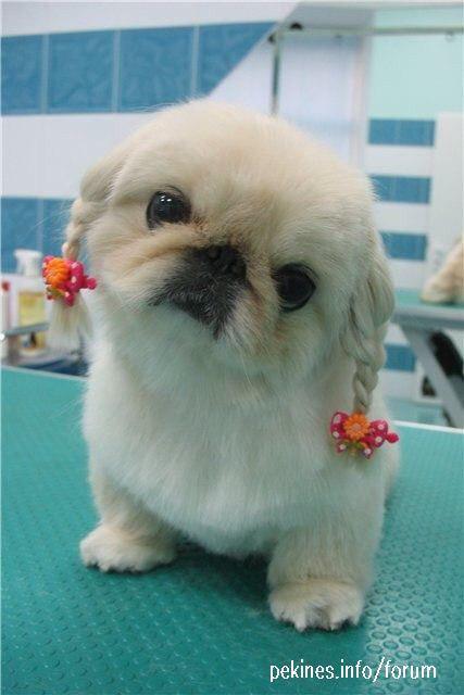 white Pekingese puppy with braided hair sitting on the grooming table