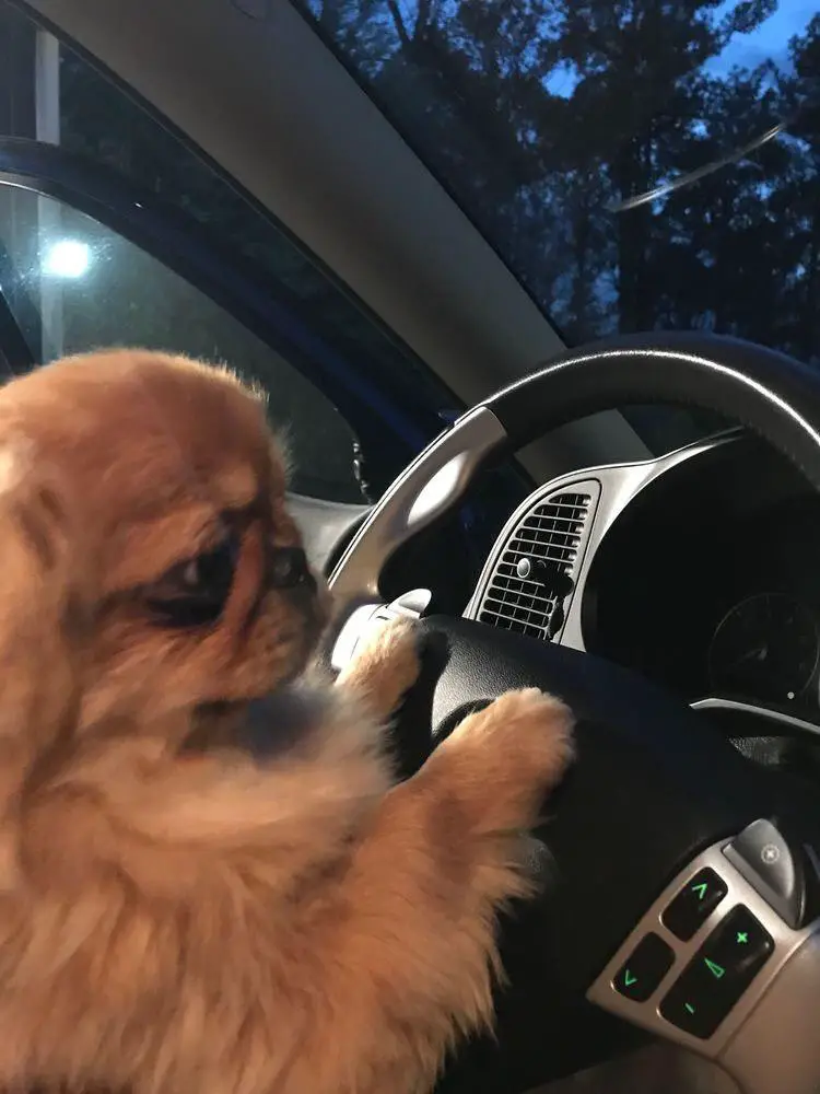Pekingese in the driver's seat with its paws in the steering wheel