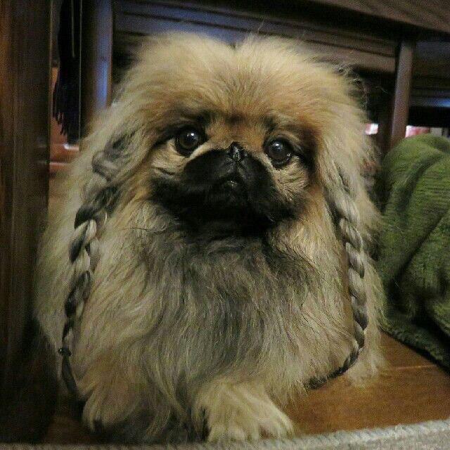 Pekingese with braided hair lying on the floor