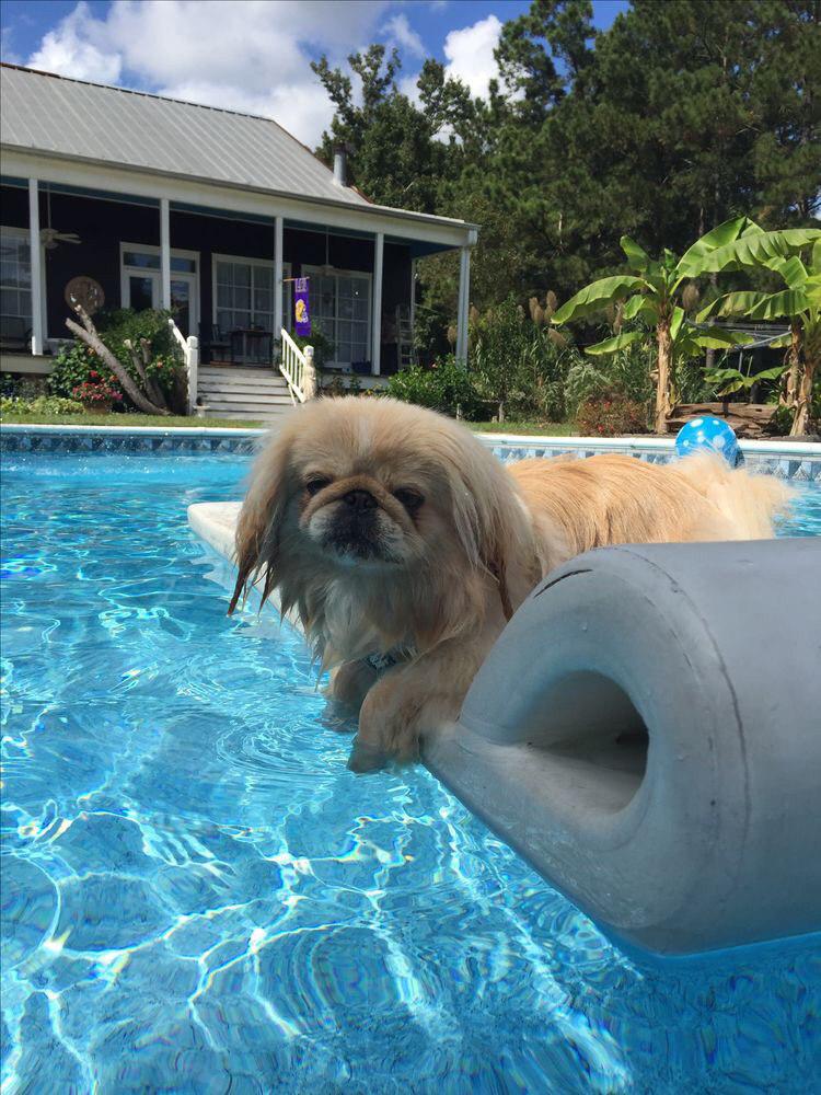 Pekingese in the pool