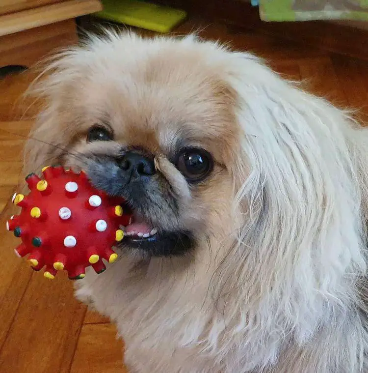 white Pekingese chewing its ball toy