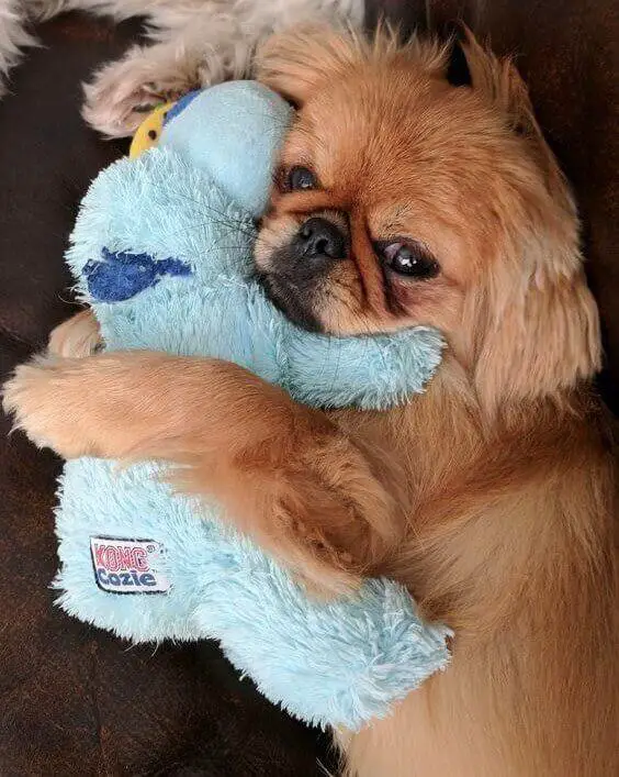 brown Pekingese hugging a stuffed toy while lying on the couch