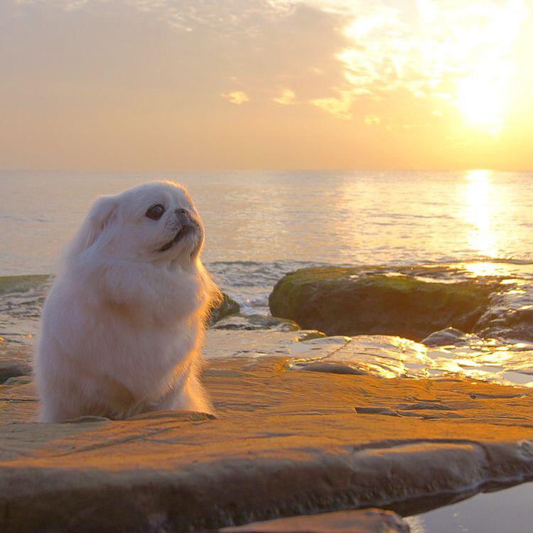 Pekingese by the beach in sunset