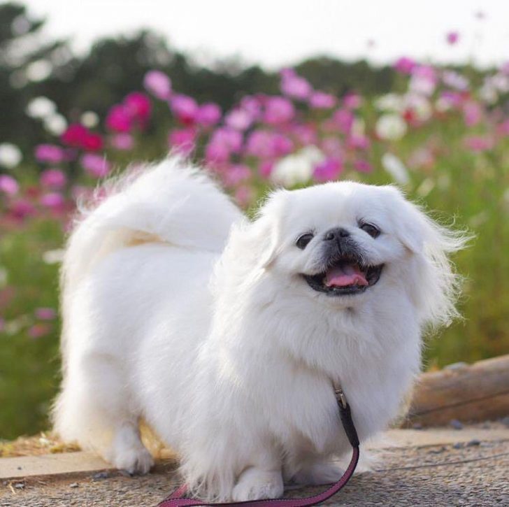 smiling Pekingese taking a walk outdoors