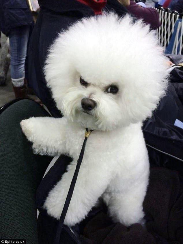 grumpy Bichon Frise