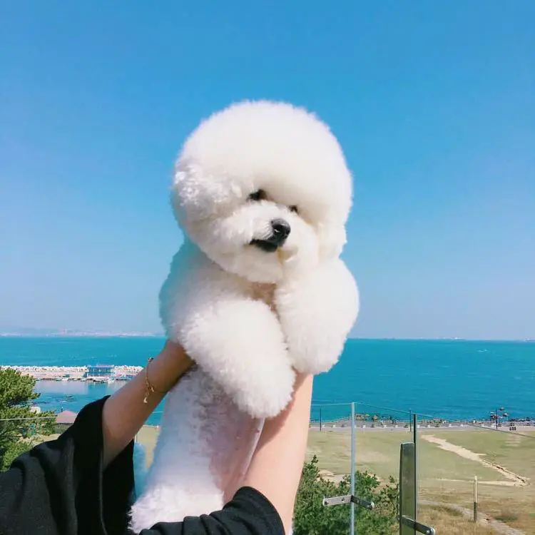 holding a Bichon Frise up in the sky