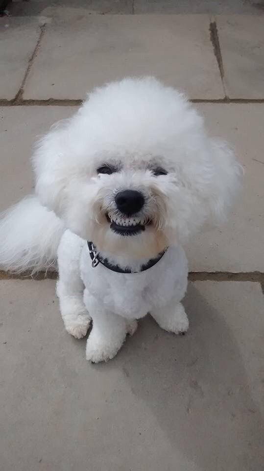 Bichon Frise sitting on the floor while smiling with its full teeth