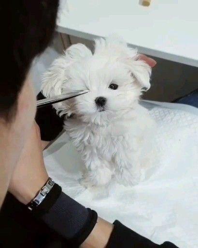 Bichon Frise having a hair cut