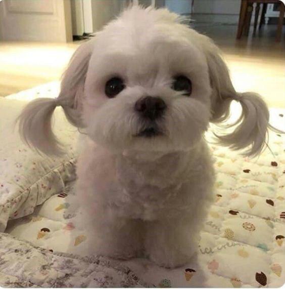 Bichon Frise with cute pony tail on both sides of its head
