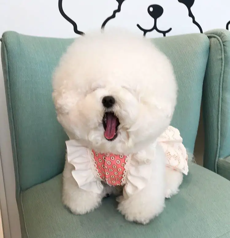 Bichon Frise sitting on a chair while yawning