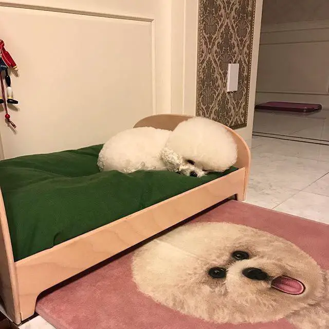 Bichon Frise curled up sleeping on its bed