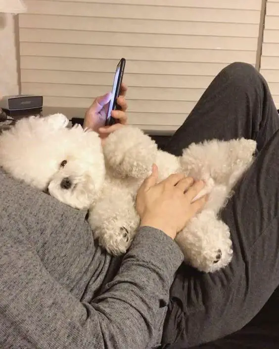 Bichon Frise lying on top of its owners stomach
