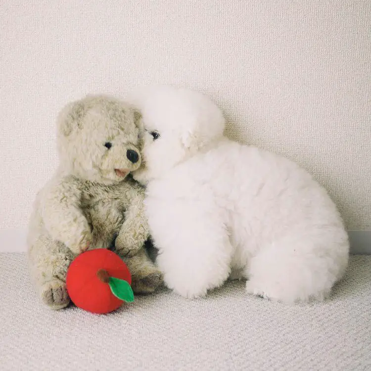 Bichon Frise checking the cheeks of its stuffed toy