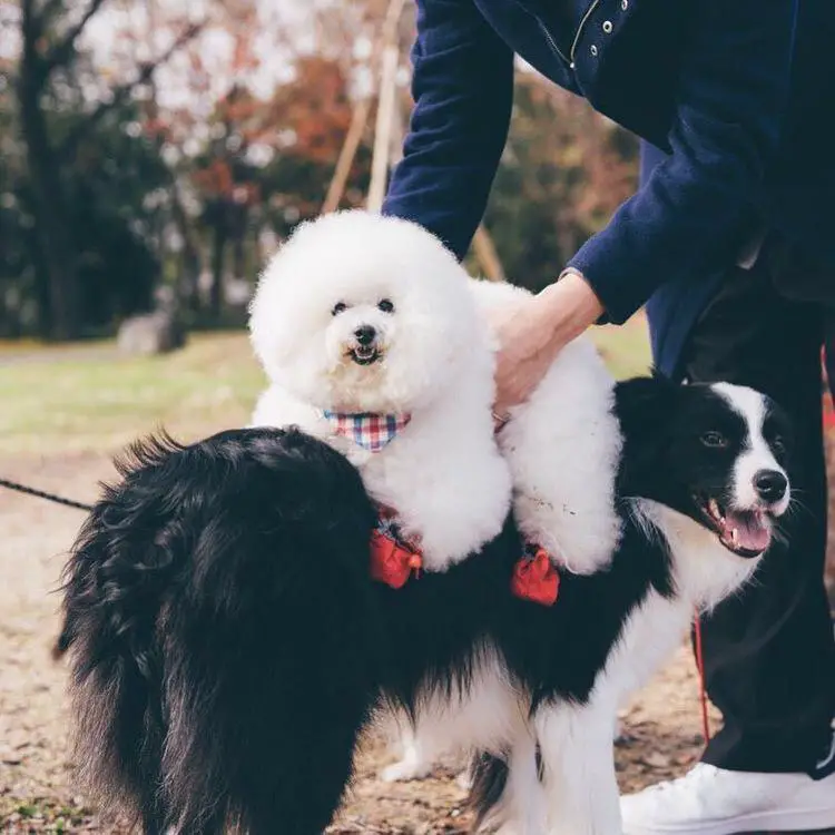 Bichon Frise on top of the back of a Border Collie dog