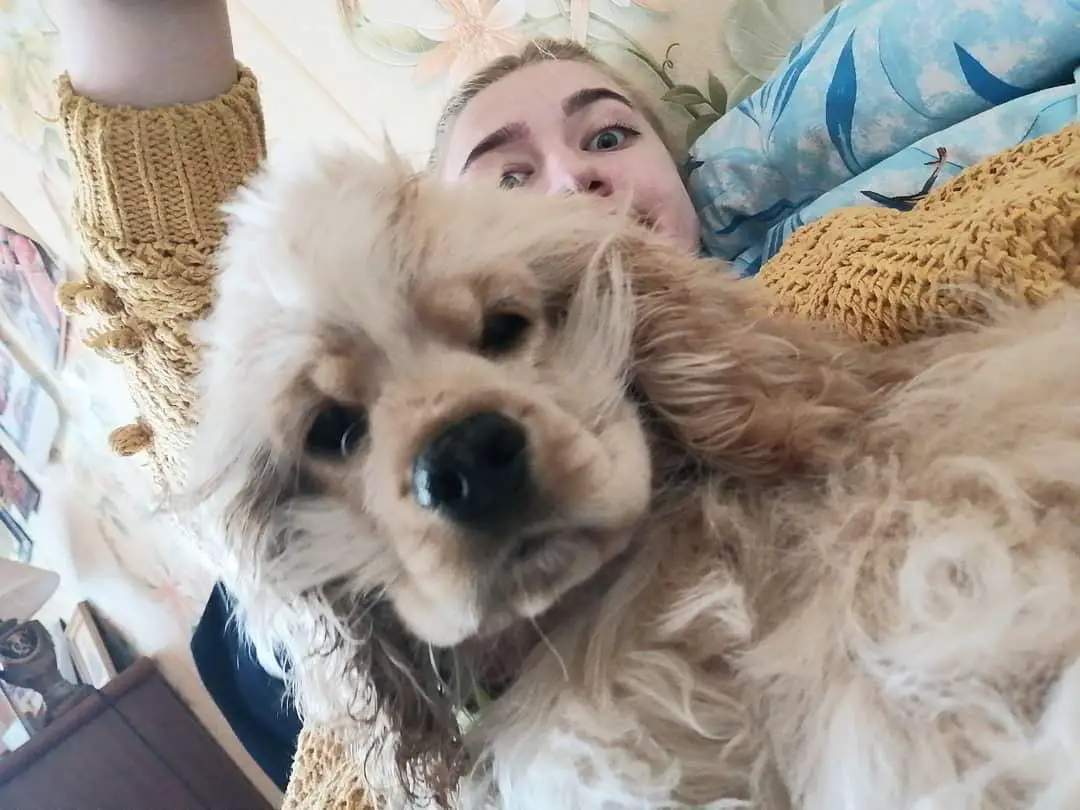 A Cocker Spaniel lying on its back taking a selfie with her Cocker Spaniel puppy