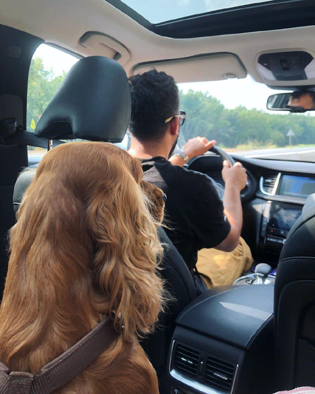 A Cocker Spaniel sitting in the backseat behind the driver