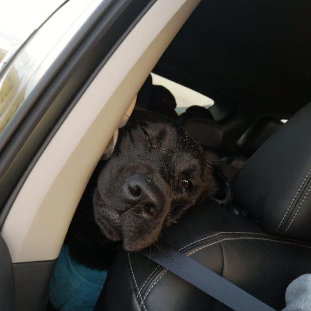 A black Labrador Retriever sitting in the backseat while its face is on the side of the passenger seat