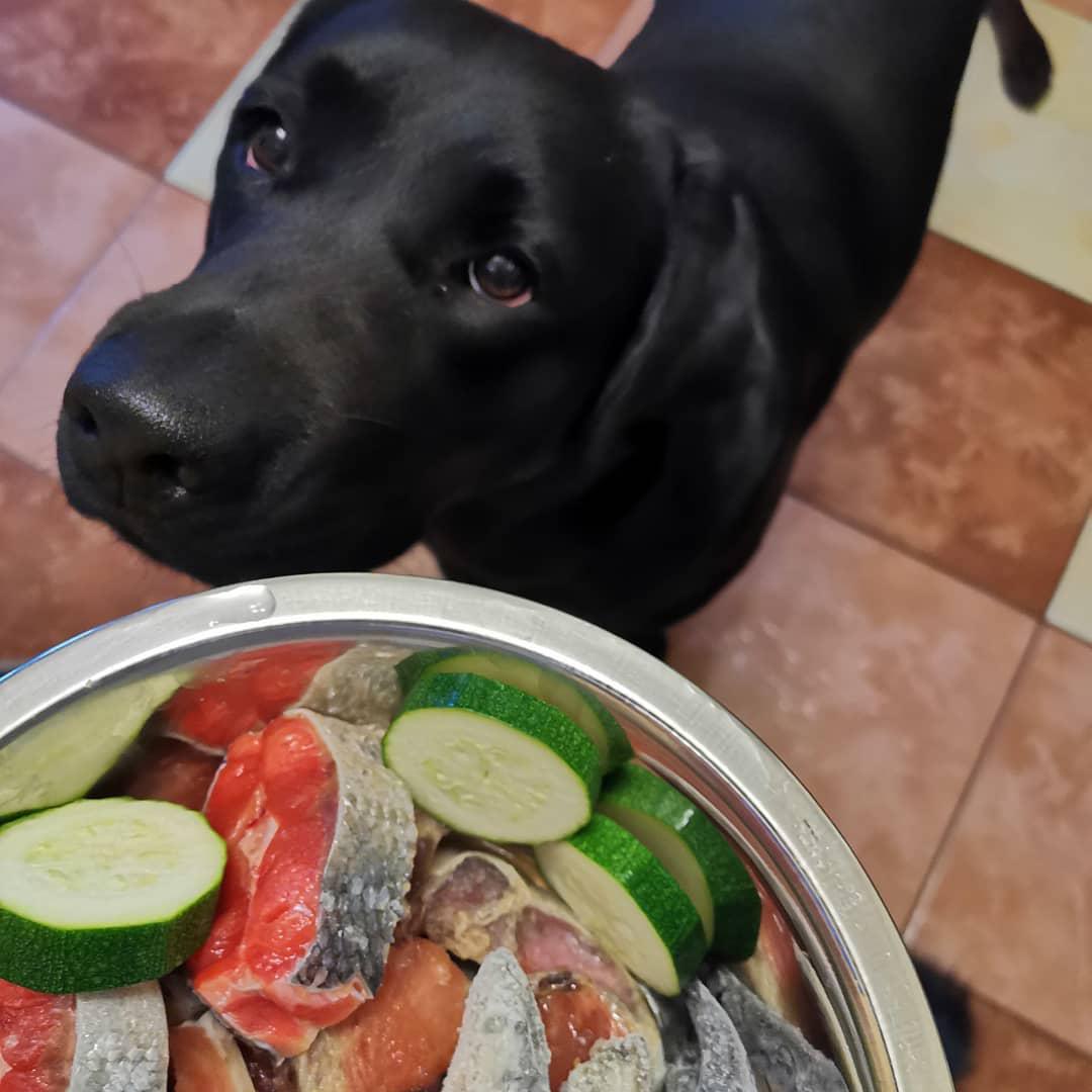 A black Labrador Retriever standing on the floor in front of the bowl of food while looking up with its begging eyes