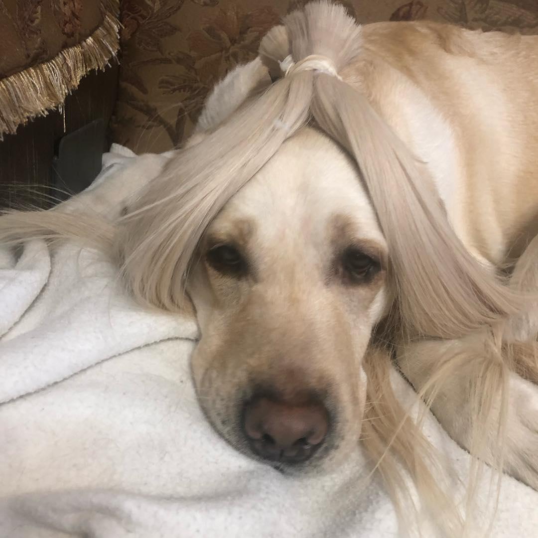 A yellow Labrador Retriever lying on the couch with a long gray hair on top of its head