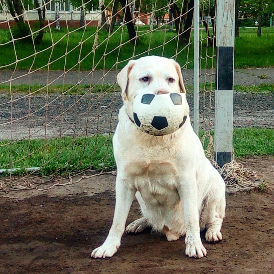 A white Labrador Retriever sitting in the baseball field with a ball in its mouth