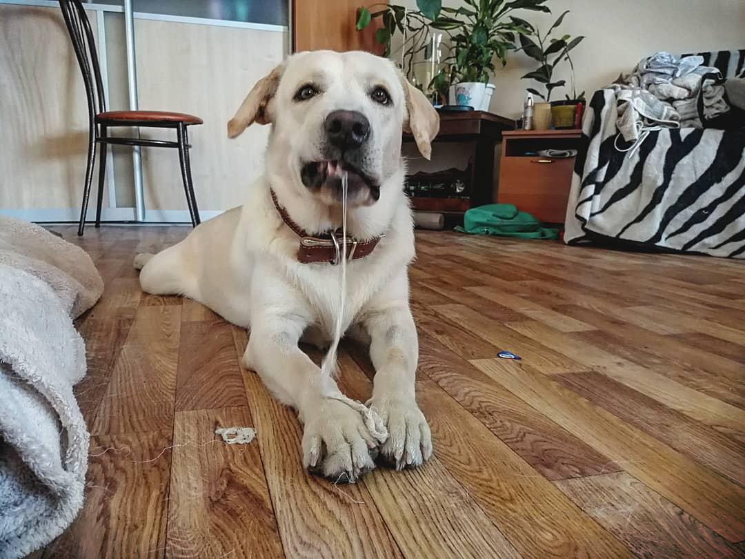 A white Labrador Retriever lying on the floor