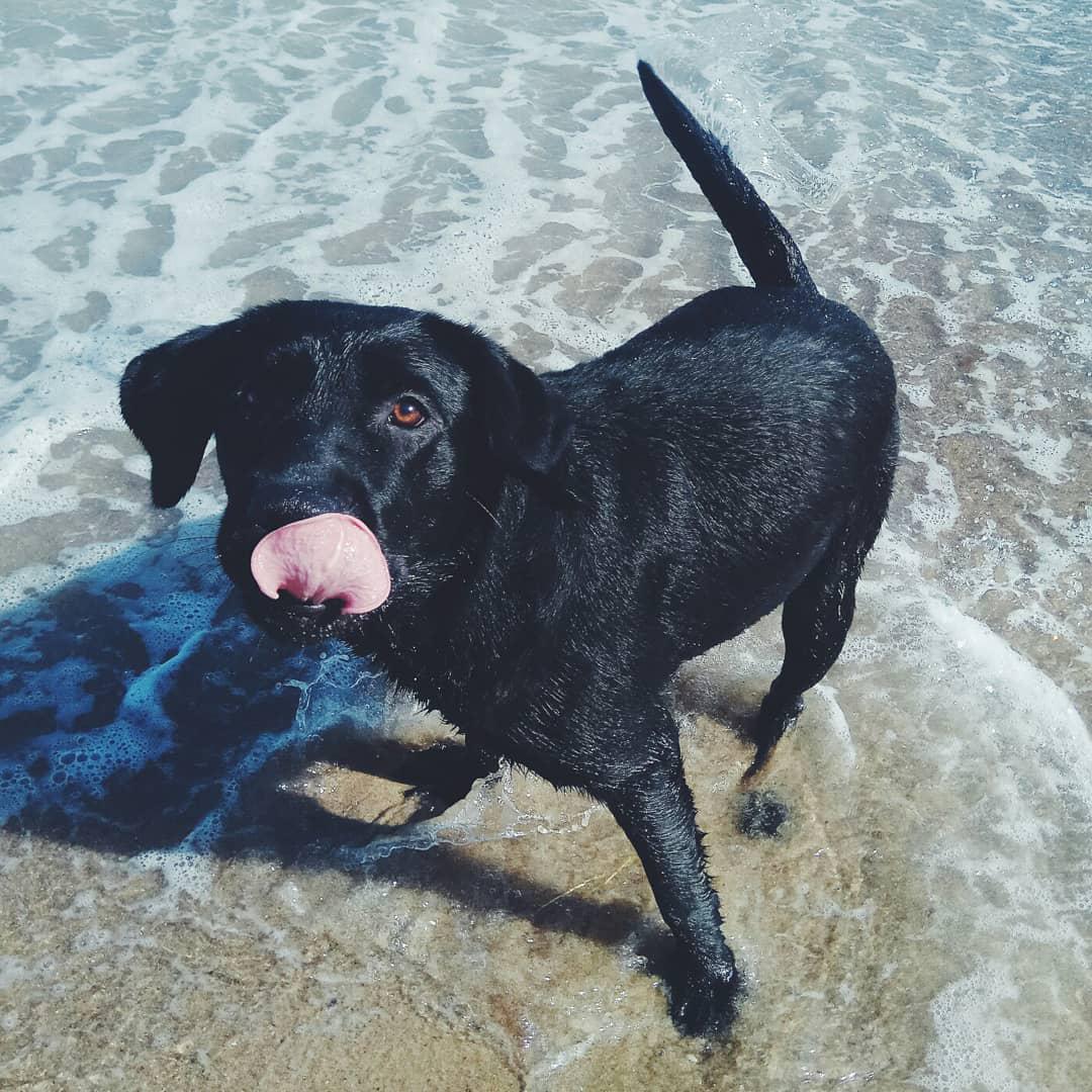 A black Labrador Retriever standing by the seashore while licking its nose