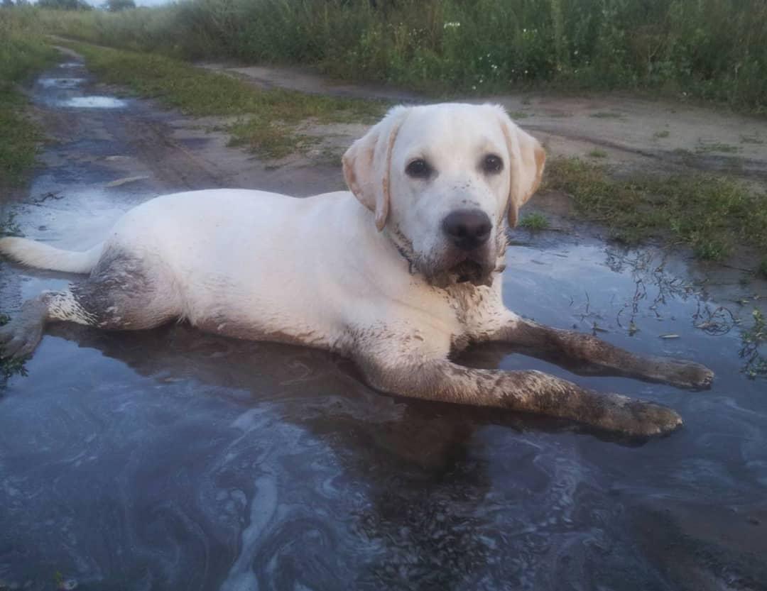 A white Labrador Retrieverl lying in the water in the forest