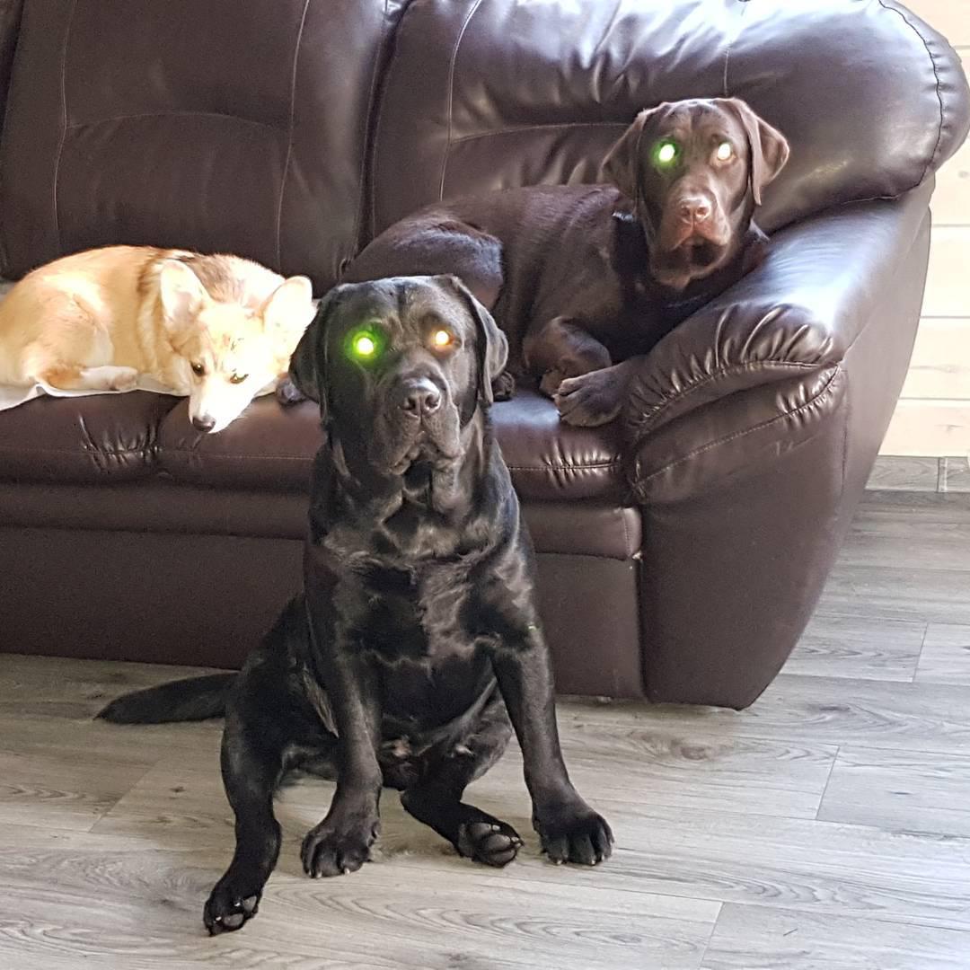 two Labrador Retrievers in the living room and staring with their green and yellow flashy eyes