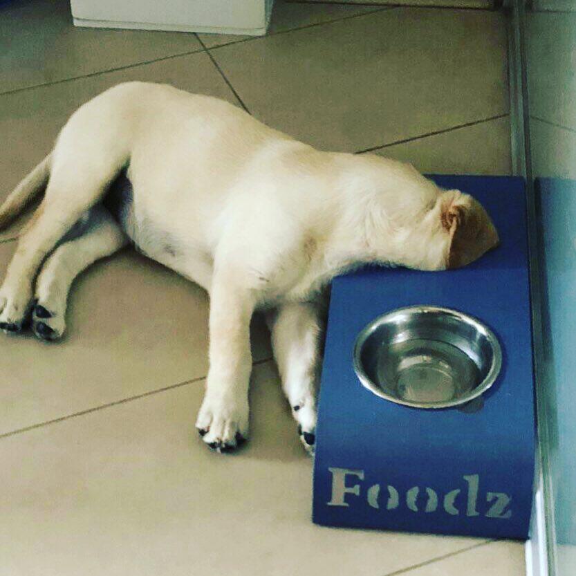 A yellow Labrador Retriever sleeping on the floor with its face inside its bowl container