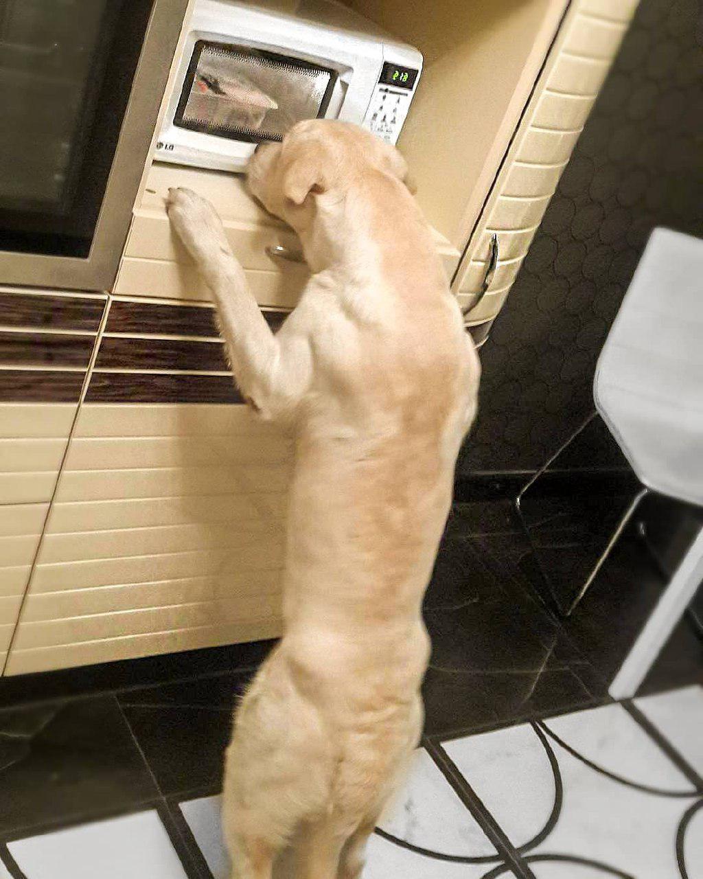 A yellow Labrador Retriever standing and leaning against the cabinet while staring at the microwave on top of it