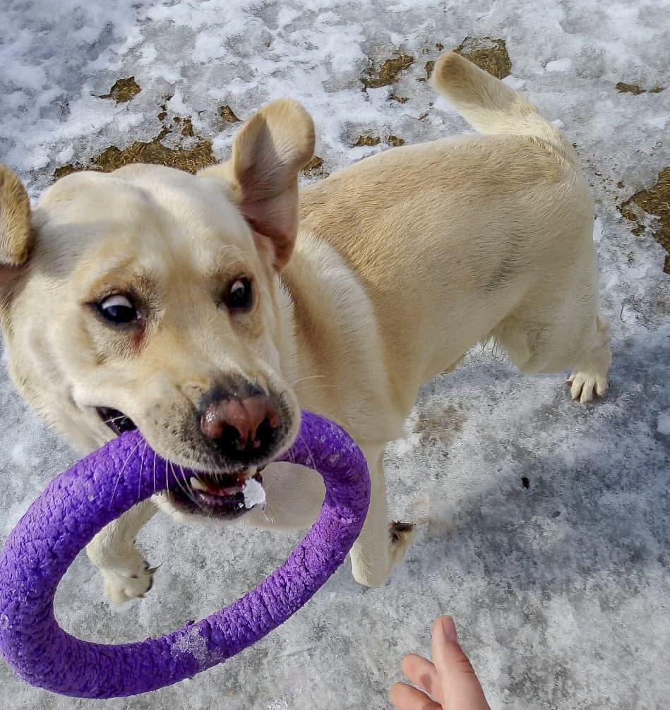 A Labrador Retriever standing in snow with a purple ring toy in its mouth